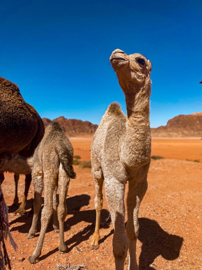 Wadi Rum Polaris Camp Exterior foto